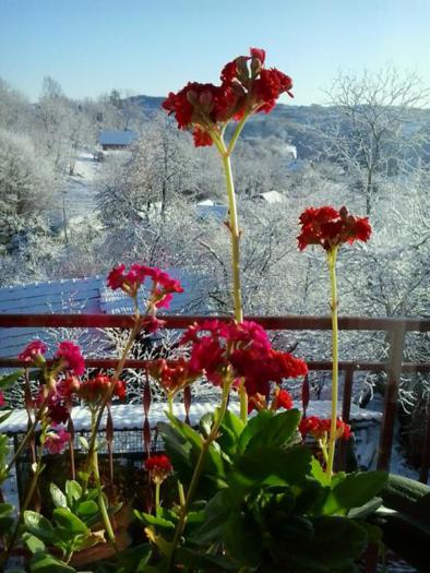 2015-01-31-08.37.35.jpg